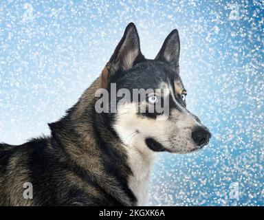 Husky de Sibérie in front of white background Banque D'Images