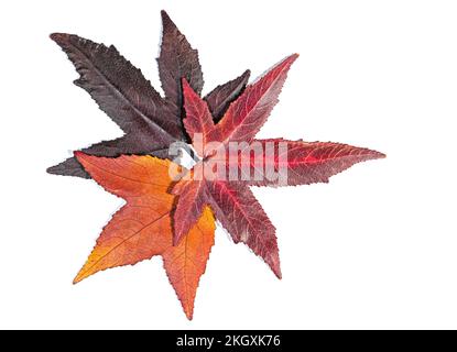 Trois feuilles de gomme sucrée pressées sur fond blanc Banque D'Images