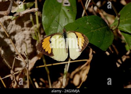 Papillon jaune à pointe orange (Ixias pyrène) adulte reposant sur une feuille avec ailes ouvertes Madhya Pradesh, Inde Novembre Banque D'Images