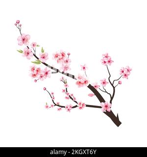 Branche de cerisiers en fleurs avec Sakura rose. Branche de fleur de cerisier avec étalement de fleur rose. Vecteur de fleur aquarelle. Floraison sur fond blanc. Eau Illustration de Vecteur