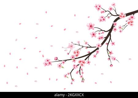 Fleur de cerisier fleur vecteur de floraison. Fond rose de fleur de sakura. Vecteur fleur de cerisier aquarelle. Branche de fleur de cerisier avec fleur de sakura. Saku Illustration de Vecteur