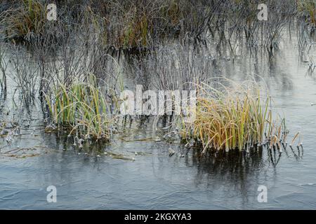 Bassin de castors gelé avec végétation aquatique dépolie au lever du soleil, Grand Sudbury, Ontario, Canada Banque D'Images