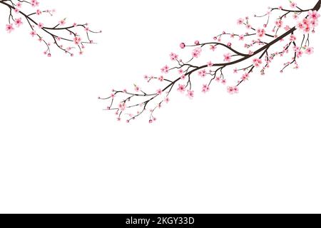 Branche de fleurs de cerisier aux fleurs roses. Fond rose de fleur de sakura. Fleur de cerisier aquarelle. Branche de cerisiers en fleurs avec sakura. Sakura sur blanc Illustration de Vecteur