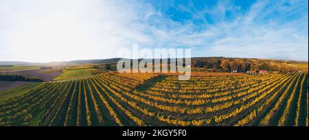 Champs de vignes colorés d'en haut pendant le coucher de soleil en automne.Vue sur Enzersfeld dans la région autrichienne de Weinviertel. Banque D'Images