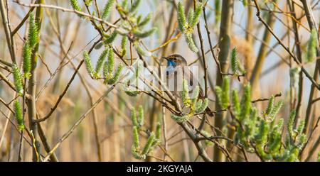 Un homme de la région de Varakushi songbird (Luscinia svecica) dans une branche de la région de Spring.Europe.Ukraine.Poltava. Banque D'Images