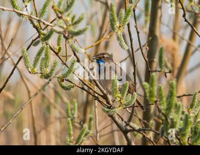 Un homme de la région de Varakushi songbird (Luscinia svecica) dans une branche de la région de Spring.Europe.Ukraine.Poltava. Banque D'Images