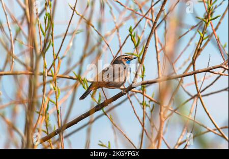 Un homme de la région de Varakushi songbird (Luscinia svecica) dans une branche de la région de Spring.Europe.Ukraine.Poltava. Banque D'Images