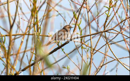 Un homme de la région de Varakushi songbird (Luscinia svecica) dans une branche de la région de Spring.Europe.Ukraine.Poltava. Banque D'Images