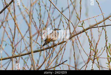 Un homme de la région de Varakushi songbird (Luscinia svecica) dans une branche de la région de Spring.Europe.Ukraine.Poltava. Banque D'Images