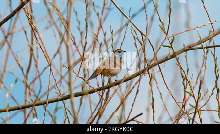 Un homme de la région de Varakushi songbird (Luscinia svecica) dans une branche de la région de Spring.Europe.Ukraine.Poltava. Banque D'Images