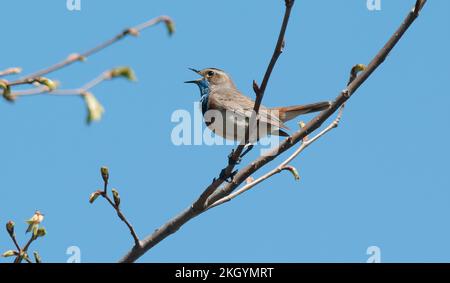 Un homme de la région de Varakushi songbird (Luscinia svecica) dans une branche de la région de Spring.Europe.Ukraine.Poltava. Banque D'Images