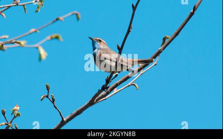 Un homme de la région de Varakushi songbird (Luscinia svecica) dans une branche de la région de Spring.Europe.Ukraine.Poltava. Banque D'Images