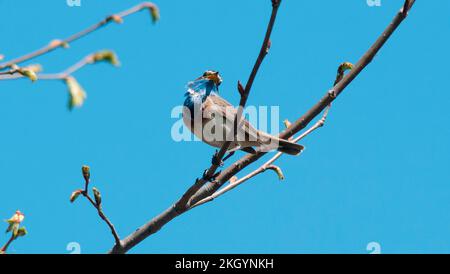 Un homme de la région de Varakushi songbird (Luscinia svecica) dans une branche de la région de Spring.Europe.Ukraine.Poltava. Banque D'Images