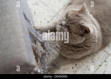 Rayure de meubles Cat. Un coin déchiqueté du canapé qui avait été ruiné par des griffes de chat. Banque D'Images