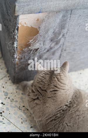 Rayure de meubles Cat. Un coin déchiqueté du canapé qui avait été ruiné par des griffes de chat. Banque D'Images