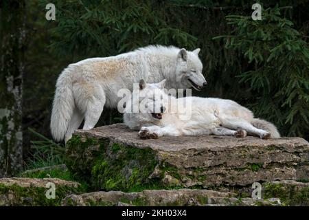Deux loups arctiques en captivité / loups blancs / loups polaires (Canis lupus arctos) reposant sur la roche, indigènes de la toundra de l'extrême-Arctique du Canada Banque D'Images