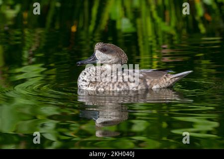 Canard marbré / sarcelle marbré (Marmaronetta angustirostris) nageant dans l'étang, originaire du sud de l'Europe, de l'Afrique du Nord, et de l'Asie occidentale et centrale Banque D'Images