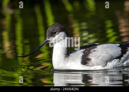 Pied avocat (Recurvirostra avosetta) natation dans l'eau de l'étang en automne / automne Banque D'Images