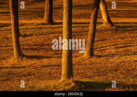 Troncs d'arbres dans un parc, Grand Sudbury, Ontario, Canada Banque D'Images