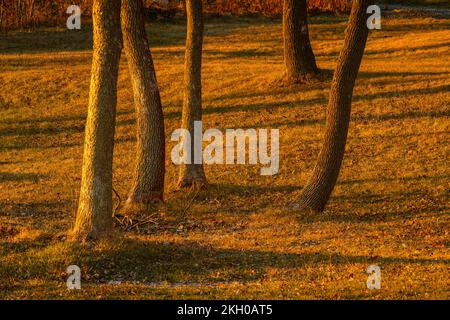 Troncs d'arbres dans un parc, Grand Sudbury, Ontario, Canada Banque D'Images
