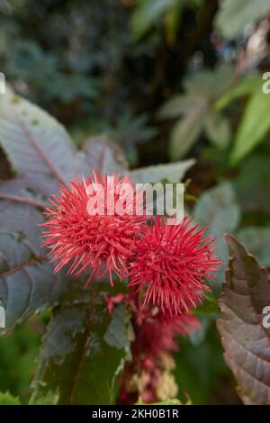 Ricinus communis fruit rouge gros plan Banque D'Images