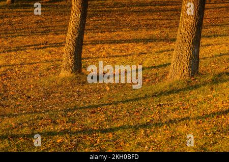 Troncs d'arbres dans un parc, Grand Sudbury, Ontario, Canada Banque D'Images