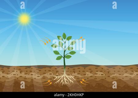 Processus de photosynthèse avec une plante verte et un vecteur lumineux du soleil. Les plantes vertes reçoivent de l'énergie et de la nutrition du soleil et du sol. Un arbre est produci Illustration de Vecteur