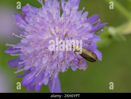 Le longicorne de Brassy (Nemophora metallica) se nourrissant d'une fleur cabieuse de champ (Knautia arvensis ) Une espèce rare dans le Suffolk, Royaume-Uni . Banque D'Images