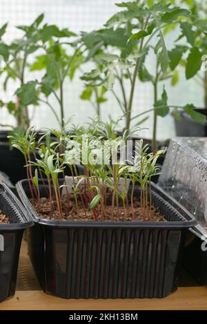 Plants de tomates en boîte plastique noire dans la serre. Banque D'Images