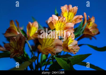 Alstermeria, une belle fleur orange sur fond bleu. Banque D'Images