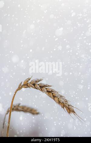 Une pointe de blé est recouverte de neige et de glace. Blé non moissonné et céréales. Le blé couvre de la neige dans le champ. Première neige. Banque D'Images