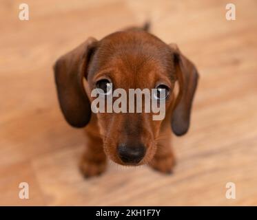 Un chiot de dachshund Banque D'Images