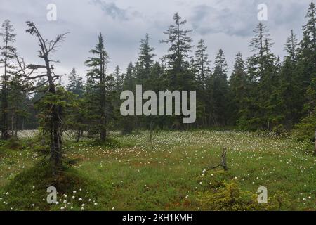 Tourbière florissante sous un grand lac dans les montagnes de Jesenik. Alors que la plante est Eriophorum vaginatum Banque D'Images