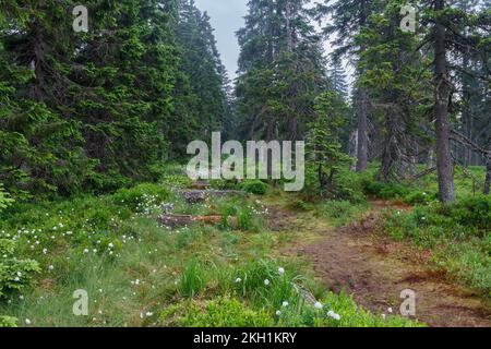 Tourbière florissante sous un grand lac dans les montagnes de Jesenik. Alors que la plante est Eriophorum vaginatum Banque D'Images