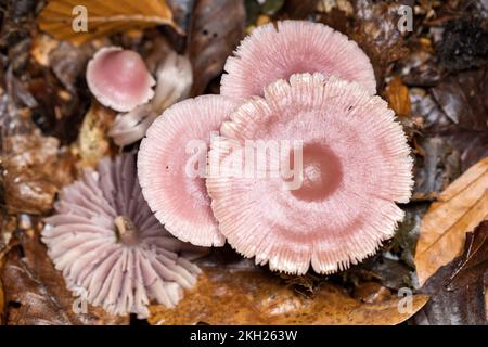 Capot lilas, New Forest, Hampshire, Royaume-Uni. Non comestible Banque D'Images