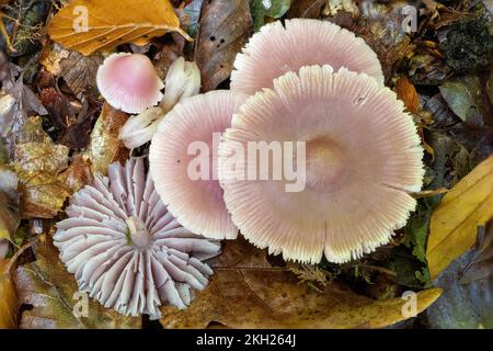 Capot lilas, New Forest, Hampshire, Royaume-Uni. Non comestible Banque D'Images
