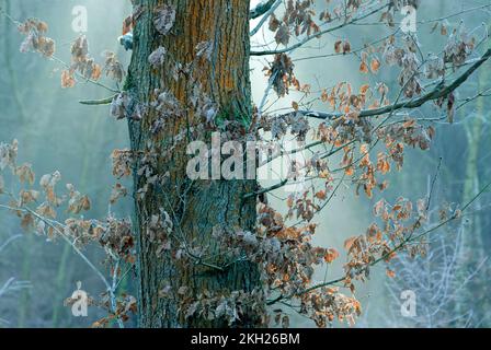 Couleur d'hiver du chêne sur la zone de Cannock Chase d'une beauté naturelle exceptionnelle en hiver Banque D'Images