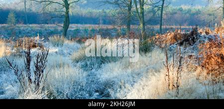 Plantes sauvages couvertes de givre sur Cannock Chase en hiver Banque D'Images