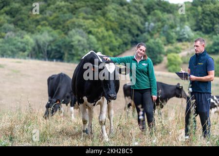 Les agriculteurs et les vétérinaires inspectent les bovins laitiers sur le terrain dans le cadre d'une visite de routine à la ferme. ROYAUME-UNI. Banque D'Images