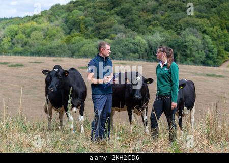 Les agriculteurs et les vétérinaires inspectent les bovins laitiers sur le terrain dans le cadre d'une visite de routine à la ferme. ROYAUME-UNI. Banque D'Images