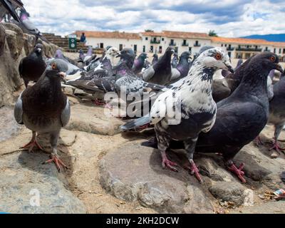 Différentes actitudes d'un troupeau de pigeons dans la place principale pas si propre de la ville coloniale de Villa de Leyva dans le centre de la Colombie. Banque D'Images