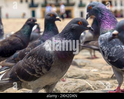 Différentes actitudes d'un troupeau de pigeons dans la place principale pas si propre de la ville coloniale de Villa de Leyva dans le centre de la Colombie. Banque D'Images