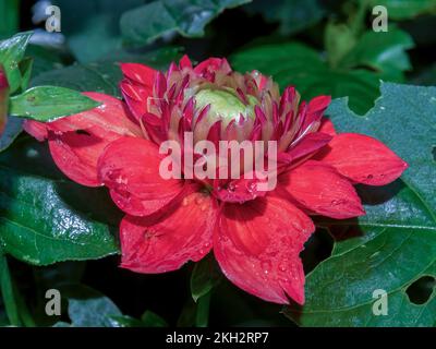 Macro photographie d'une fleur de dahlia rouge avec des gouttes de pluie, capturée dans un jardin près de la ville coloniale de Villa de Leyva, dans le centre de la Colombie. Banque D'Images