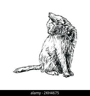 cat - illustration représentant un animal, dessinée à la main Illustration de Vecteur
