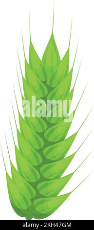 Oreille de blé verte. Plante de culture agricole en croissance isolée sur fond blanc Illustration de Vecteur