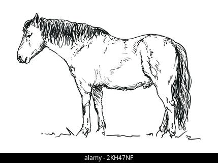 cheval - animal, illustration dessinée à la main Illustration de Vecteur