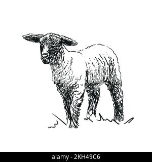 agneau - animal de ferme, illustration dessinée à la main Illustration de Vecteur