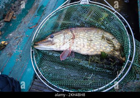 Alt Schlagsdorf, Allemagne. 19th novembre 2022. Un grand brochet se trouve dans le filet d'atterrissage après avoir été pris dans le lac Neuschlagsdorf. Trois semaines après le début de la saison de la carpe, cependant, la carpe de Noël dans le Mecklembourg ne va pas encore dans le filet, avec seulement la carpe d'herbe et le brochet qui se fauchent dans l'équipement de pêche. Le temps est trop chaud et les poissons sont encore trop agiles. Walter Piehl, ancien pêcheur en haute mer de 65 ans, est l'un des rares pêcheurs de Mecklembourg-Poméranie occidentale à attraper de la carpe avec des filets de transport dans des lacs naturels. Credit: Jens Büttner/dpa/Alay Live News Banque D'Images