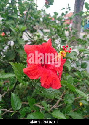 Un cliché vertical d'une fleur d'hibiscus pleine de fleurs dans un jardin Banque D'Images