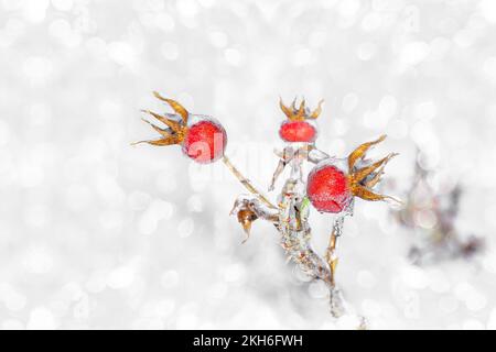 Baies de rosehip rouges recouvertes de glace sur une brousse sur fond clair. Mise au point sélective Banque D'Images